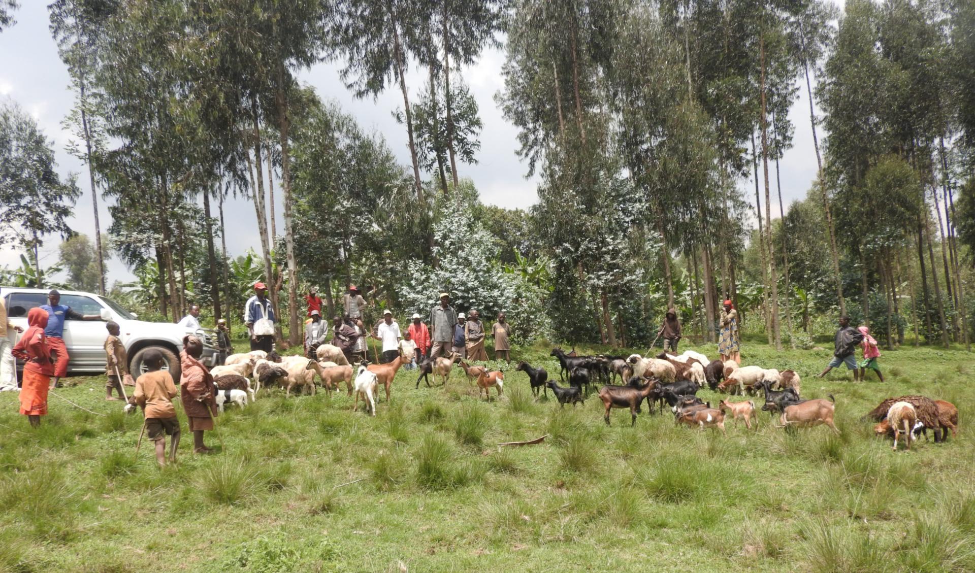 2013 - Elevage de chèvres à Rushemeza